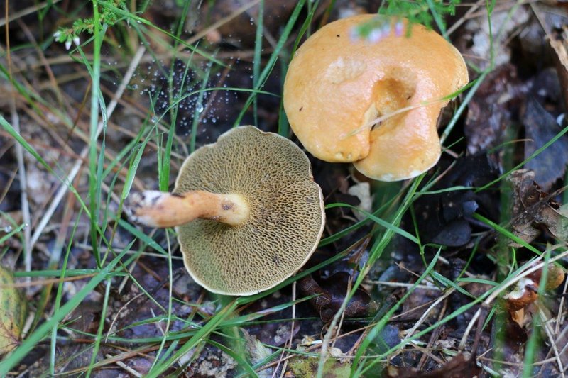 Bolets des bouviers   Suillus bovinus